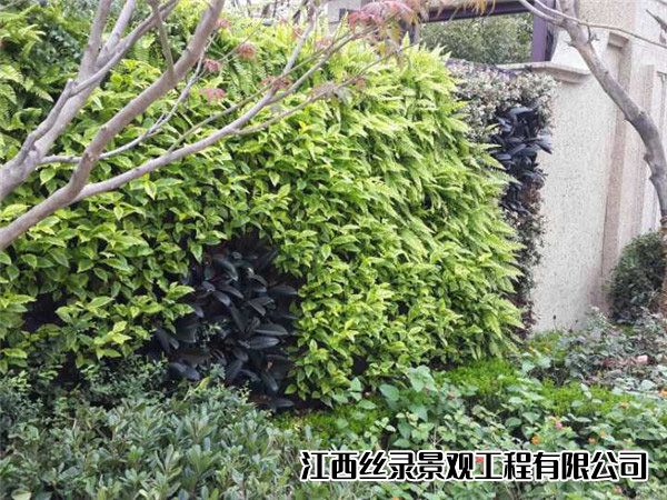 温州滨江九里植物墙1.jpg